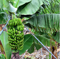 How to kill banana trees?