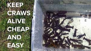 How to Keep Crawfish Alive?