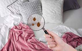 How to get rid of Bed Bugs in the UAE?