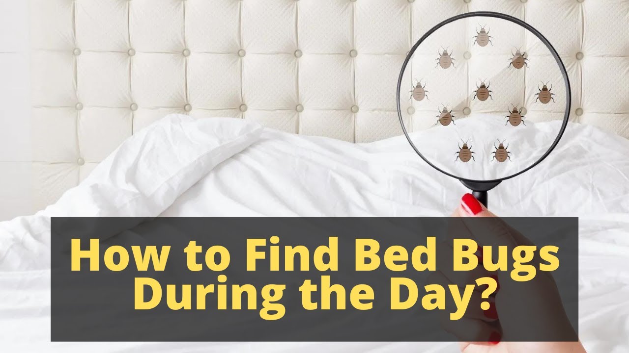 How do I find bed bugs during the day?