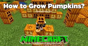 How do I grow pumpkins in Minecraft?