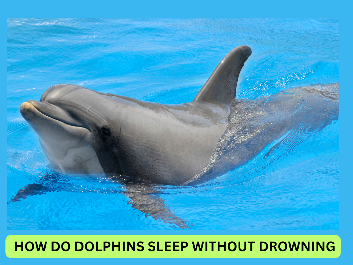 How Do Dolphins Sleep without Drowning